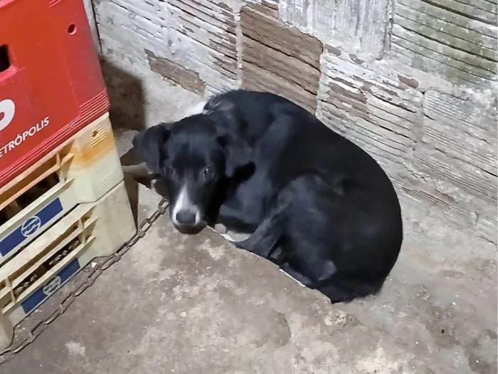 Cachorro raça SRD-ViraLata idade 7 a 11 meses nome Pretinha 