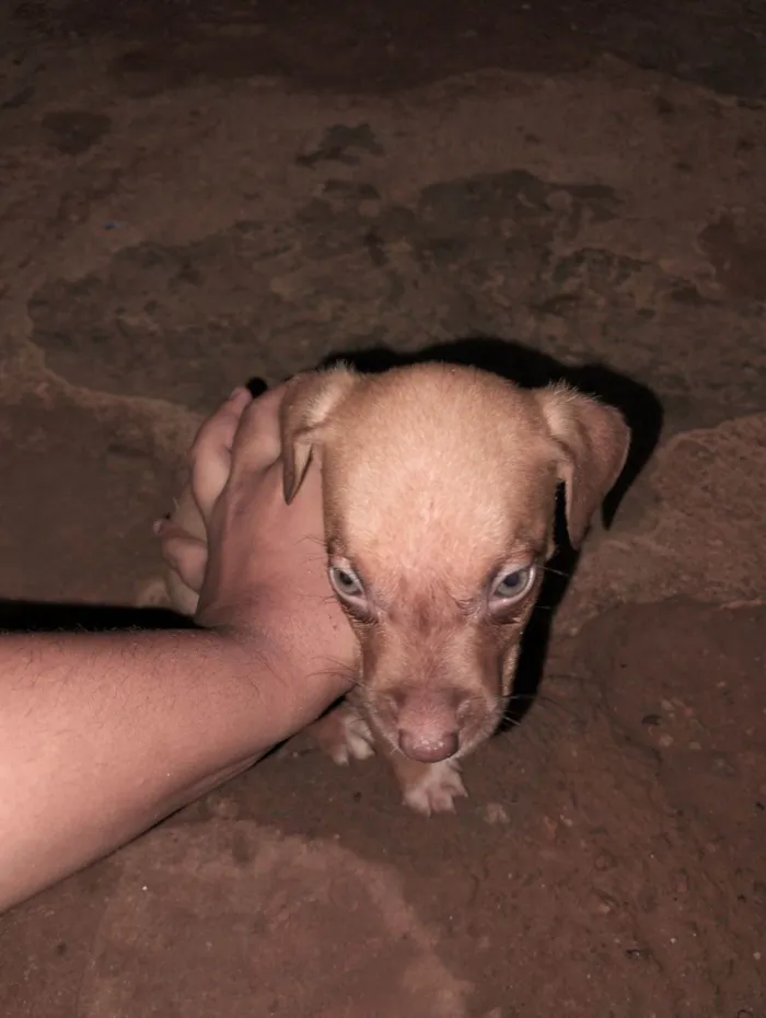 Cachorro raça SRD-ViraLata idade Abaixo de 2 meses nome Não tem nome 