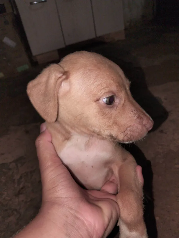 Cachorro raça SRD-ViraLata idade Abaixo de 2 meses nome Não tem nome 