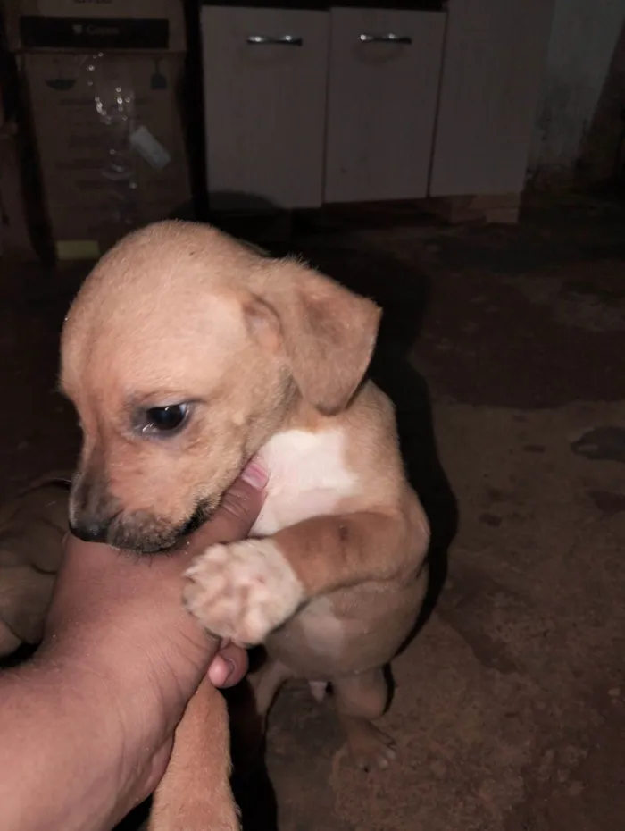 Cachorro raça SRD-ViraLata idade Abaixo de 2 meses nome Não tem nome 