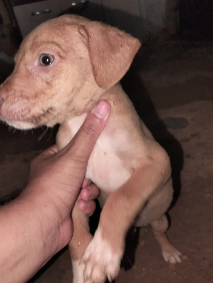 Cachorro raça SRD-ViraLata idade Abaixo de 2 meses nome Não tem nome 