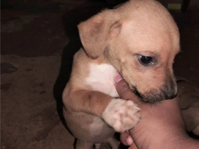 Cachorro raça SRD-ViraLata idade Abaixo de 2 meses nome Não tem nome 