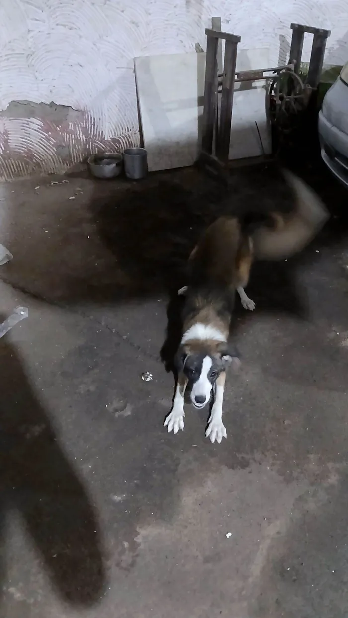 Cachorro raça SRD-ViraLata idade 7 a 11 meses nome Branquinha 