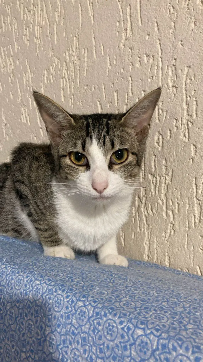 Gato raça SRD-ViraLata idade 7 a 11 meses nome Kaique