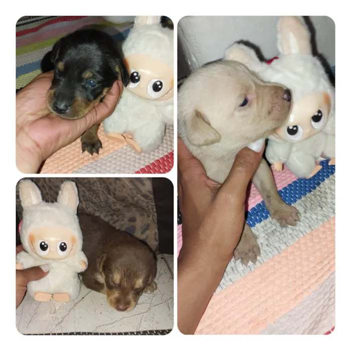 Cachorro raça SRD-ViraLata idade Abaixo de 2 meses nome Turminha sapeca 