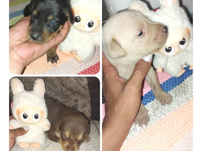 Cachorro raça SRD-ViraLata idade Abaixo de 2 meses nome Turminha sapeca 