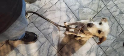 Cachorro raça Labrador idade 7 a 11 meses nome Pandora 