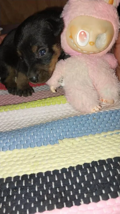 Cachorro raça SRD-ViraLata idade Abaixo de 2 meses nome Turminha Feliz 