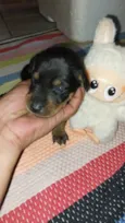 Cachorro raça SRD-ViraLata idade Abaixo de 2 meses nome Turminha feliz 