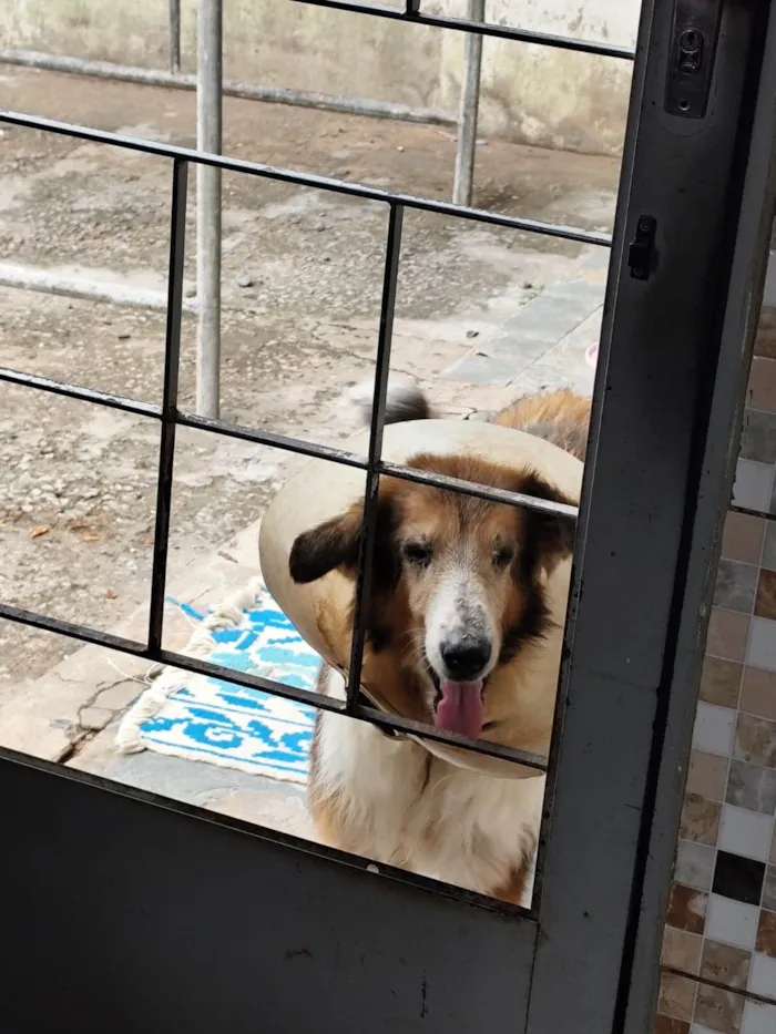 Cachorro raça SRD-ViraLata idade 6 ou mais anos nome Aisha Collie