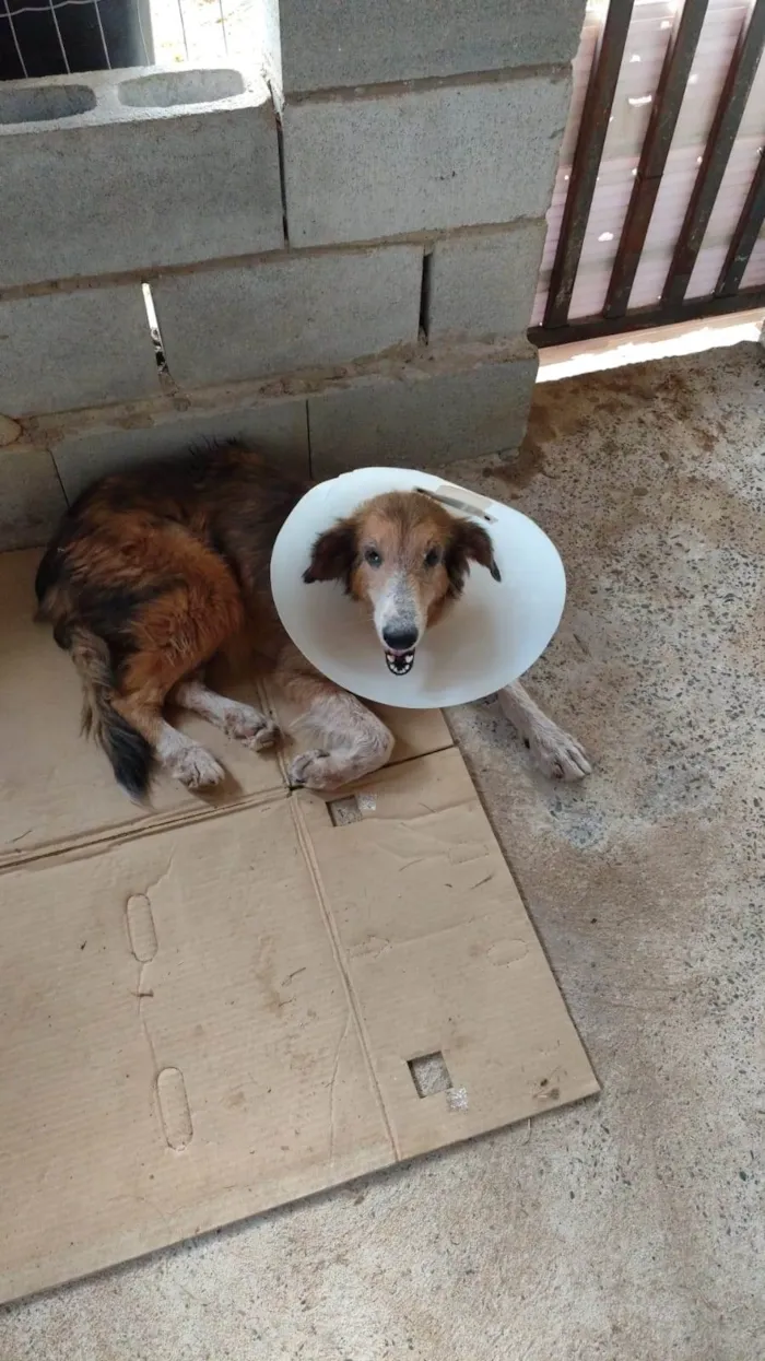 Cachorro raça SRD-ViraLata idade 6 ou mais anos nome Aisha Collie