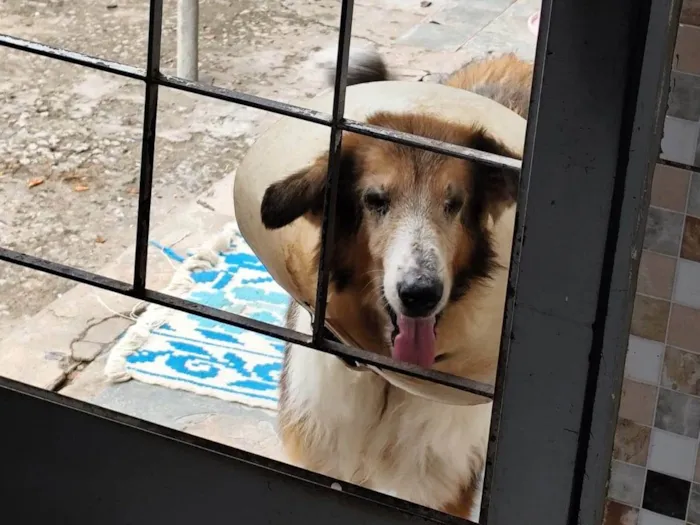 Cachorro raça SRD-ViraLata idade 6 ou mais anos nome Aisha Collie