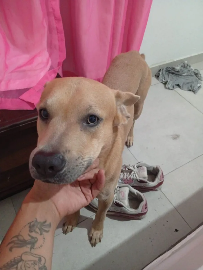 Cachorro raça SRD-ViraLata idade 1 ano nome Jack