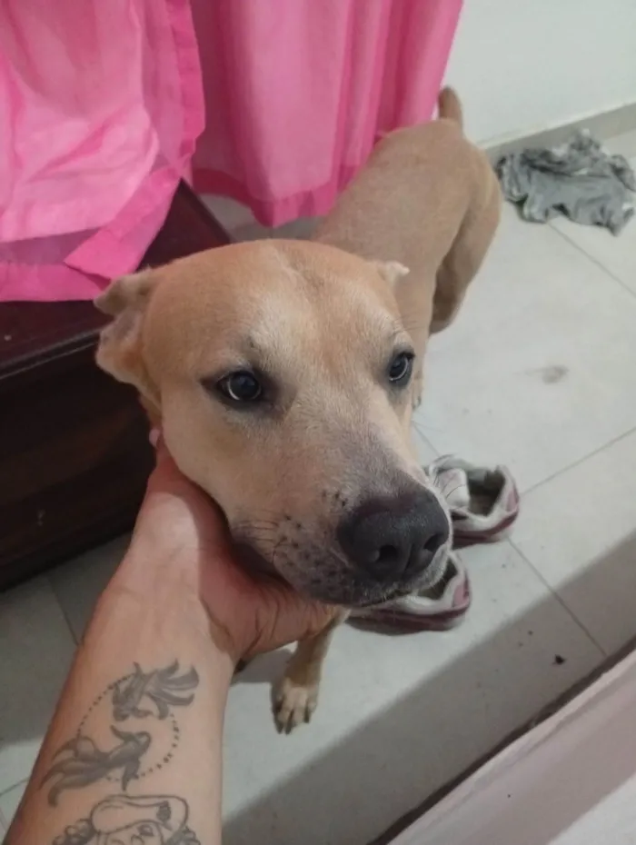 Cachorro raça SRD-ViraLata idade 1 ano nome Jack