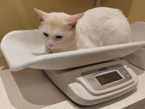 Gato raça SRD-ViraLata idade 2 anos nome Sansão 