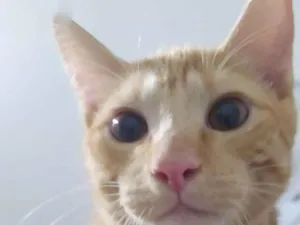 Gato raça SRD-ViraLata idade 1 ano nome Leon