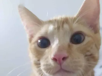 Gato raça SRD-ViraLata idade 1 ano nome Leon