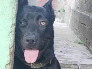 Cachorro raça Rottweiler idade 2 a 6 meses nome Ralf 