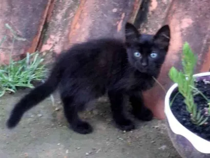 Gato raça SRD-ViraLata idade Abaixo de 2 meses nome Chico