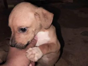 Cachorro raça SRD-ViraLata idade Abaixo de 2 meses nome Não tem nome 