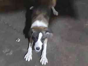 Cachorro raça SRD-ViraLata idade 7 a 11 meses nome Branquinha 