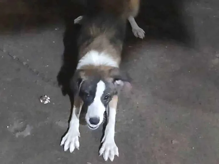 Cachorro raça SRD-ViraLata idade 7 a 11 meses nome Branquinha 