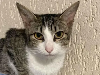 Gato raça SRD-ViraLata idade 7 a 11 meses nome Kaique