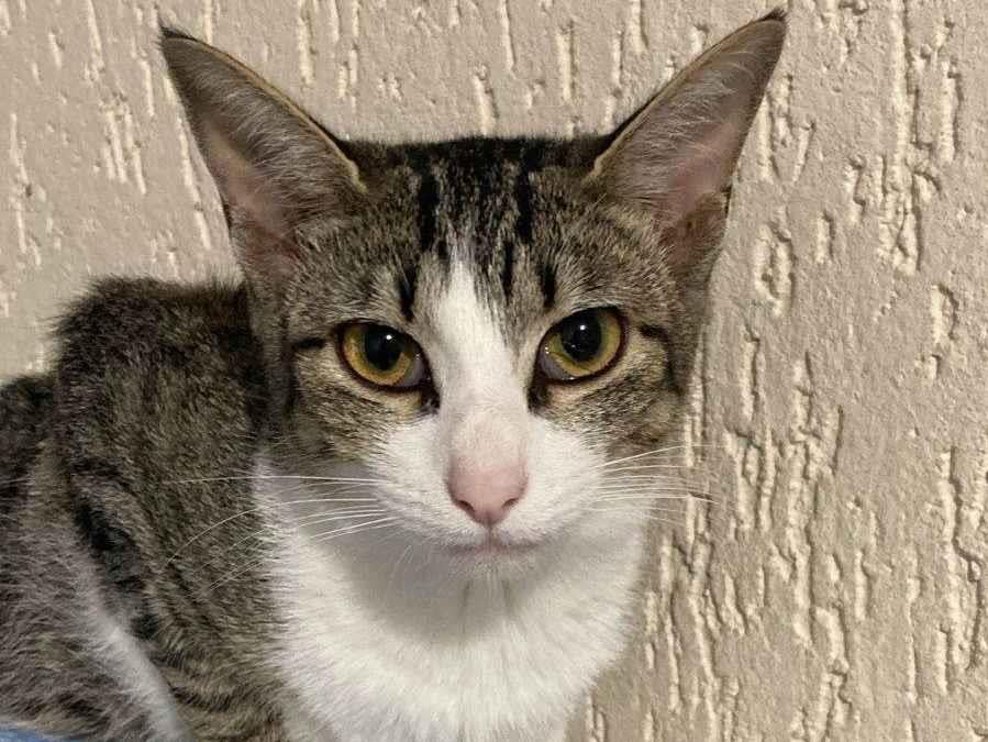 Gato raça SRD-ViraLata idade 7 a 11 meses nome Kaique