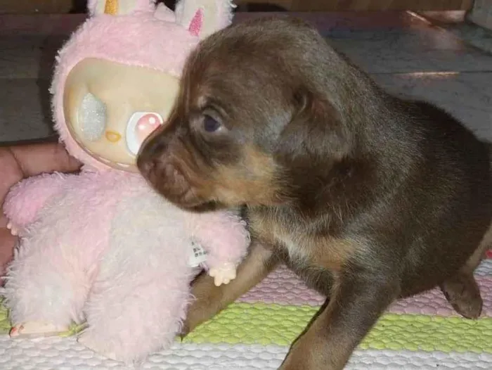 Cachorro raça SRD-ViraLata idade Abaixo de 2 meses nome Turminha feliz 