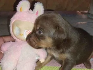 Cachorro raça SRD-ViraLata idade Abaixo de 2 meses nome Turminha Feliz 