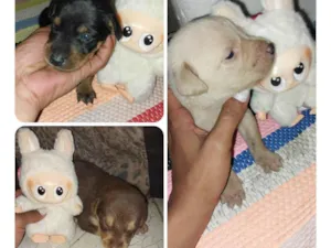 Cachorro raça SRD-ViraLata idade Abaixo de 2 meses nome Turminha sapeca 