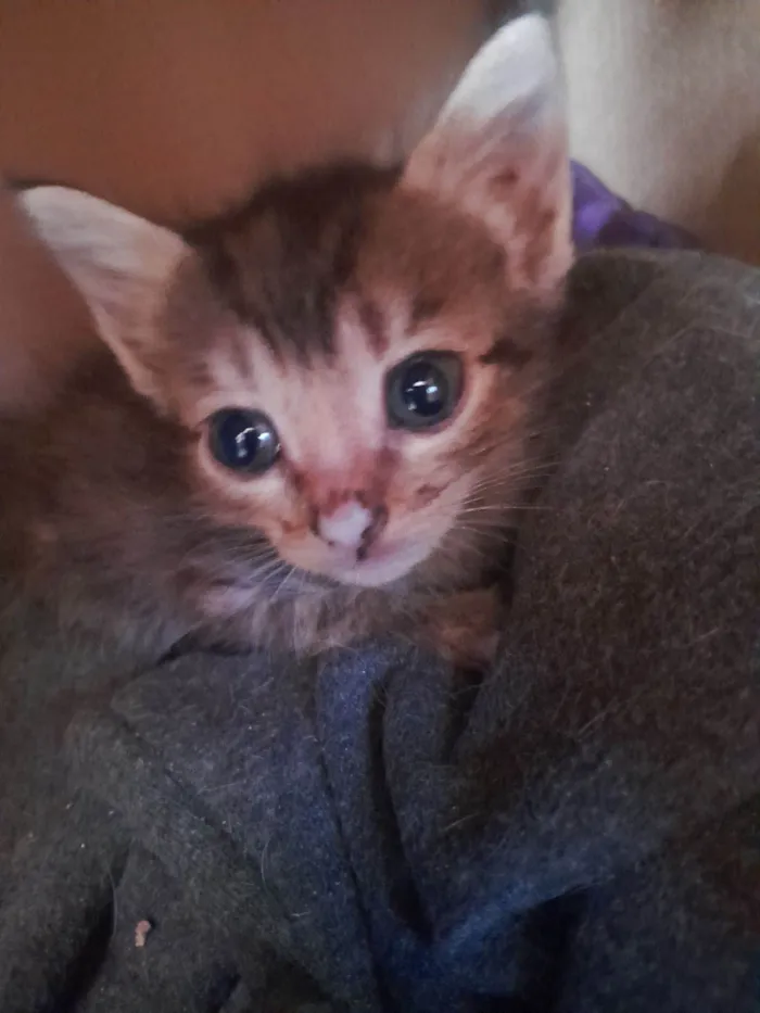 Gato raça SRD-ViraLata idade 2 a 6 meses nome Gatas fêmeas 