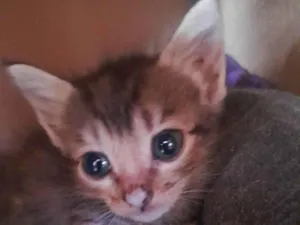 Gato raça SRD-ViraLata idade 2 a 6 meses nome Gatas fêmeas 