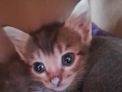 Gato raça SRD-ViraLata idade 2 a 6 meses nome Gatas fêmeas 