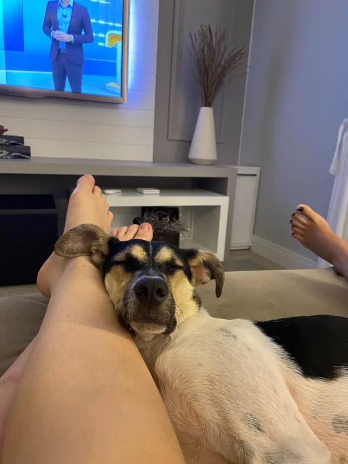 Cachorro raça SRD-ViraLata idade 4 anos nome Dog