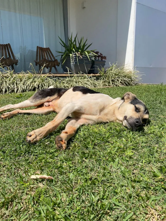 Cachorro raça SRD-ViraLata idade 4 anos nome Dog