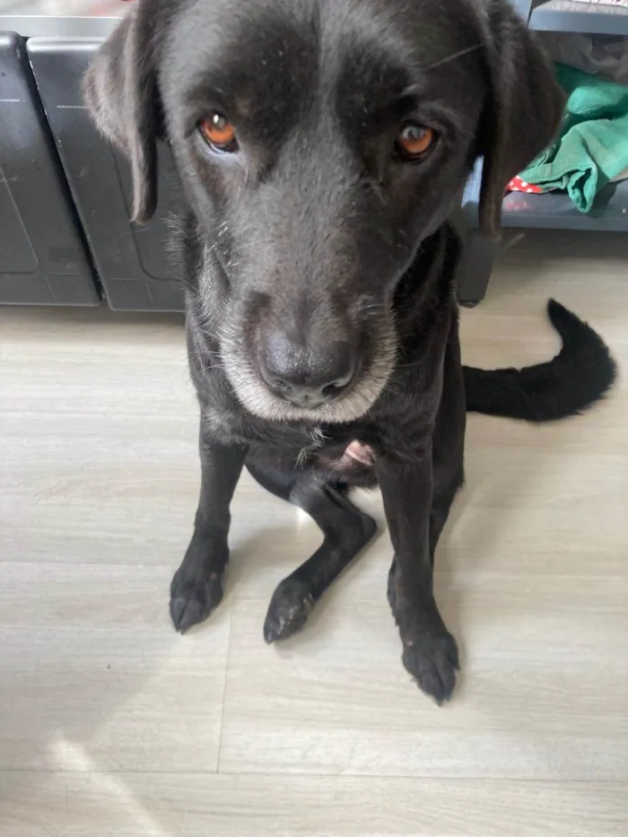 Cachorro raça Labrador idade 5 anos nome Guapa