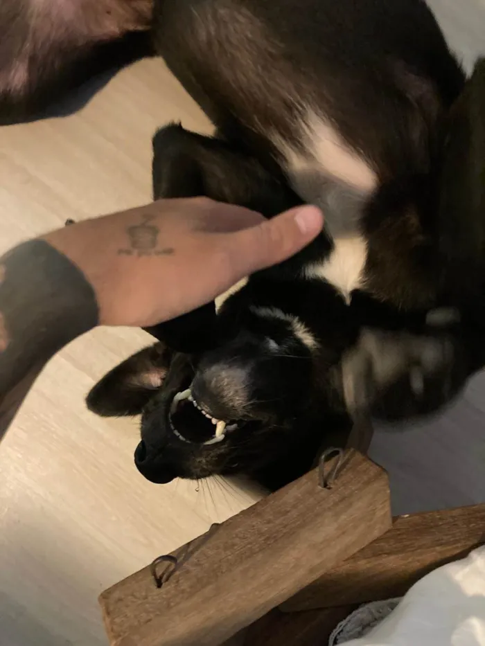 Cachorro raça Labrador idade 5 anos nome Guapa