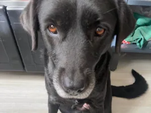 Cachorro raça Labrador idade 5 anos nome Guapa