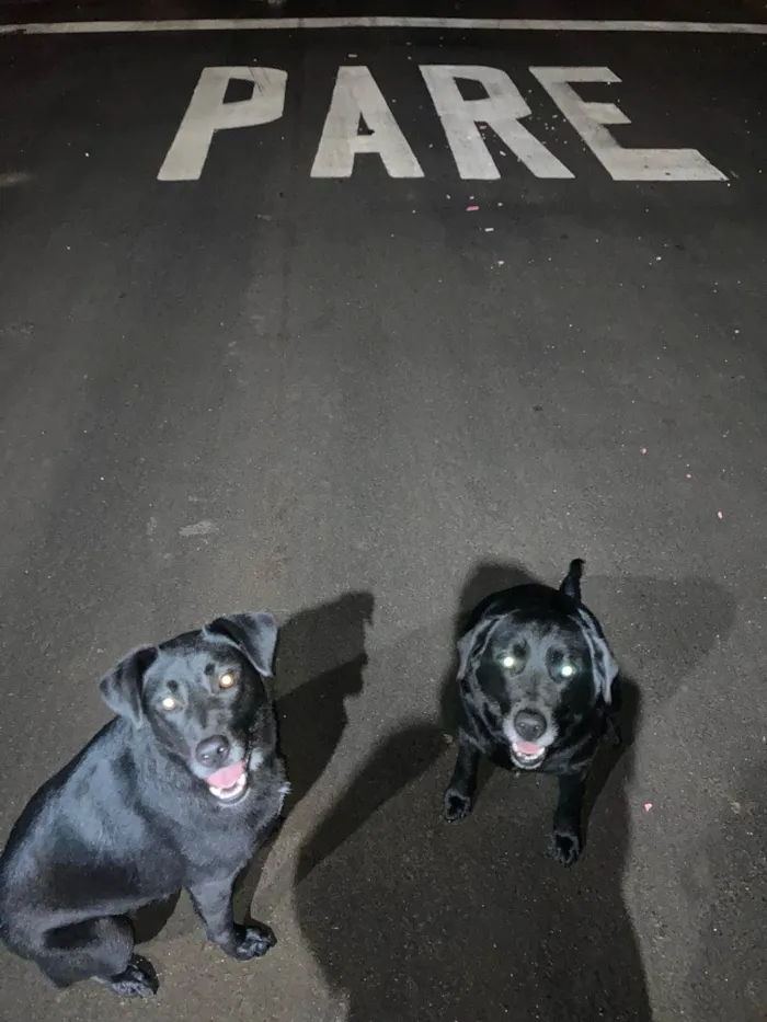 Cachorro raça SRD-ViraLata idade 3 anos nome Péricles