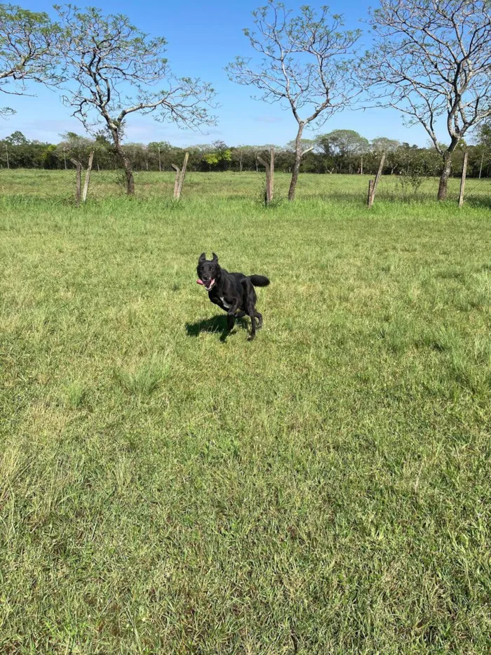 Cachorro raça SRD-ViraLata idade 3 anos nome Péricles