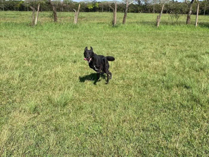 Cachorro raça SRD-ViraLata idade 3 anos nome Péricles