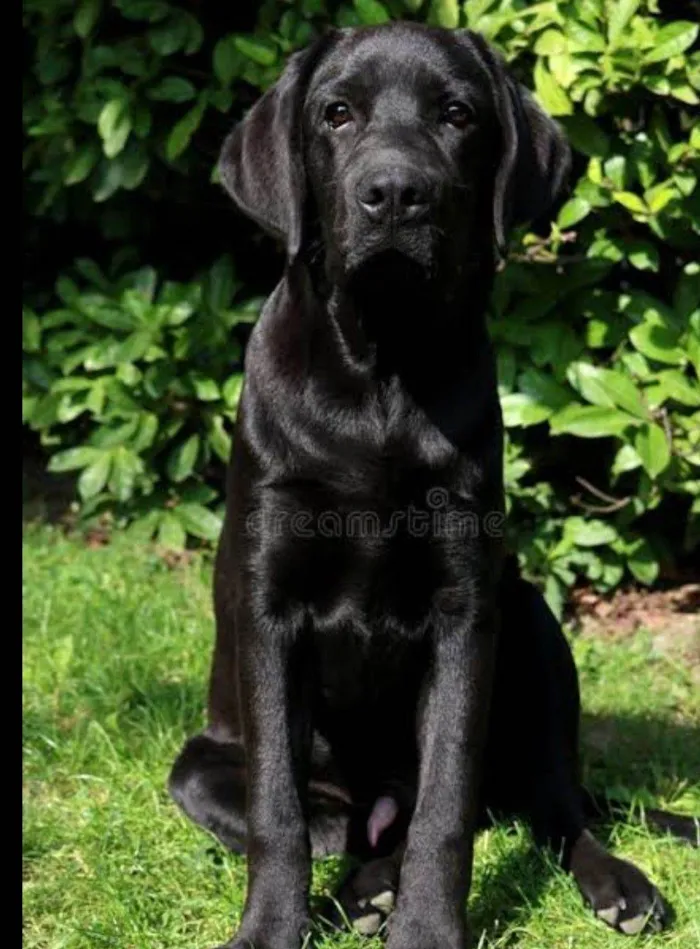 Cachorro raça Labrador idade 2 a 6 meses nome Bela