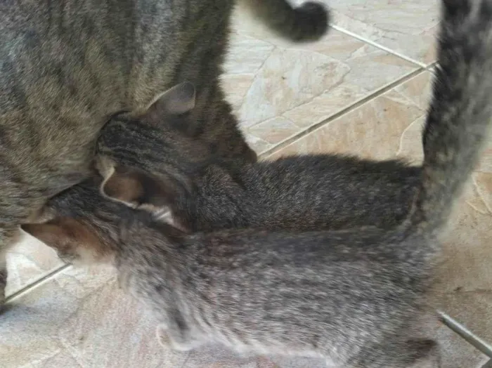 Gato raça Exótico idade 2 a 6 meses nome Gatos para doação 