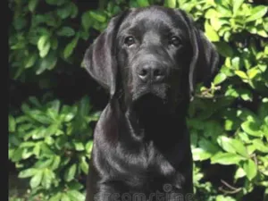 Cachorro raça Labrador idade 2 a 6 meses nome Bela