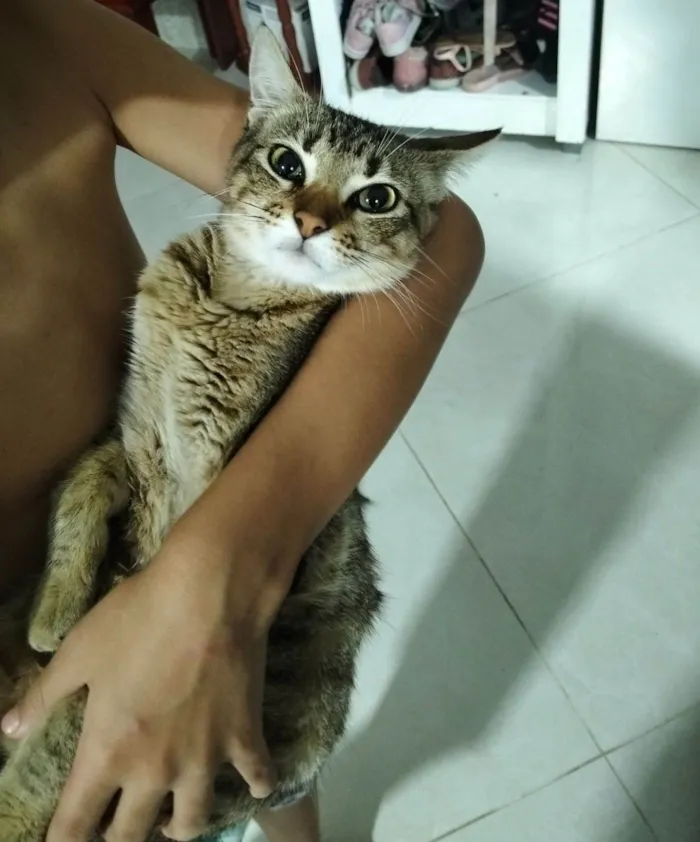 Gato raça Exótico idade 2 a 6 meses nome Gatos para doação 