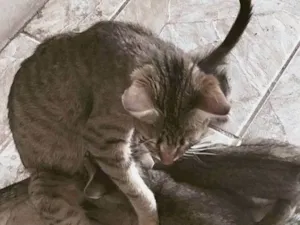 Gato raça Exótico idade 2 a 6 meses nome Gatos para doação 