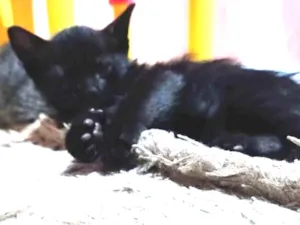 Gato raça SRD-ViraLata idade 2 a 6 meses nome Cinthia  Daflon