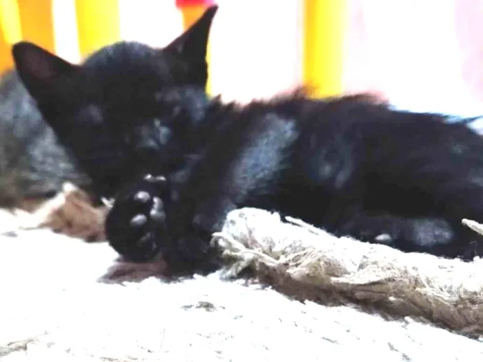 Gato raça SRD-ViraLata idade 2 a 6 meses nome Cinthia  Daflon