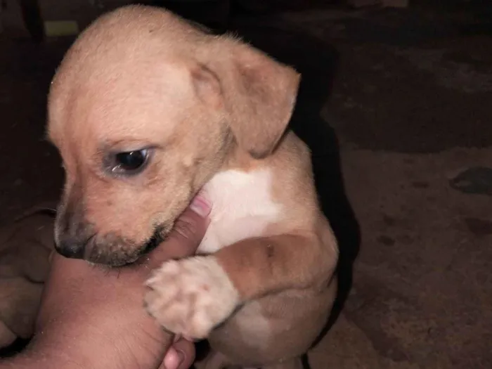 Cachorro raça SRD-ViraLata idade Abaixo de 2 meses nome Não tem nome 